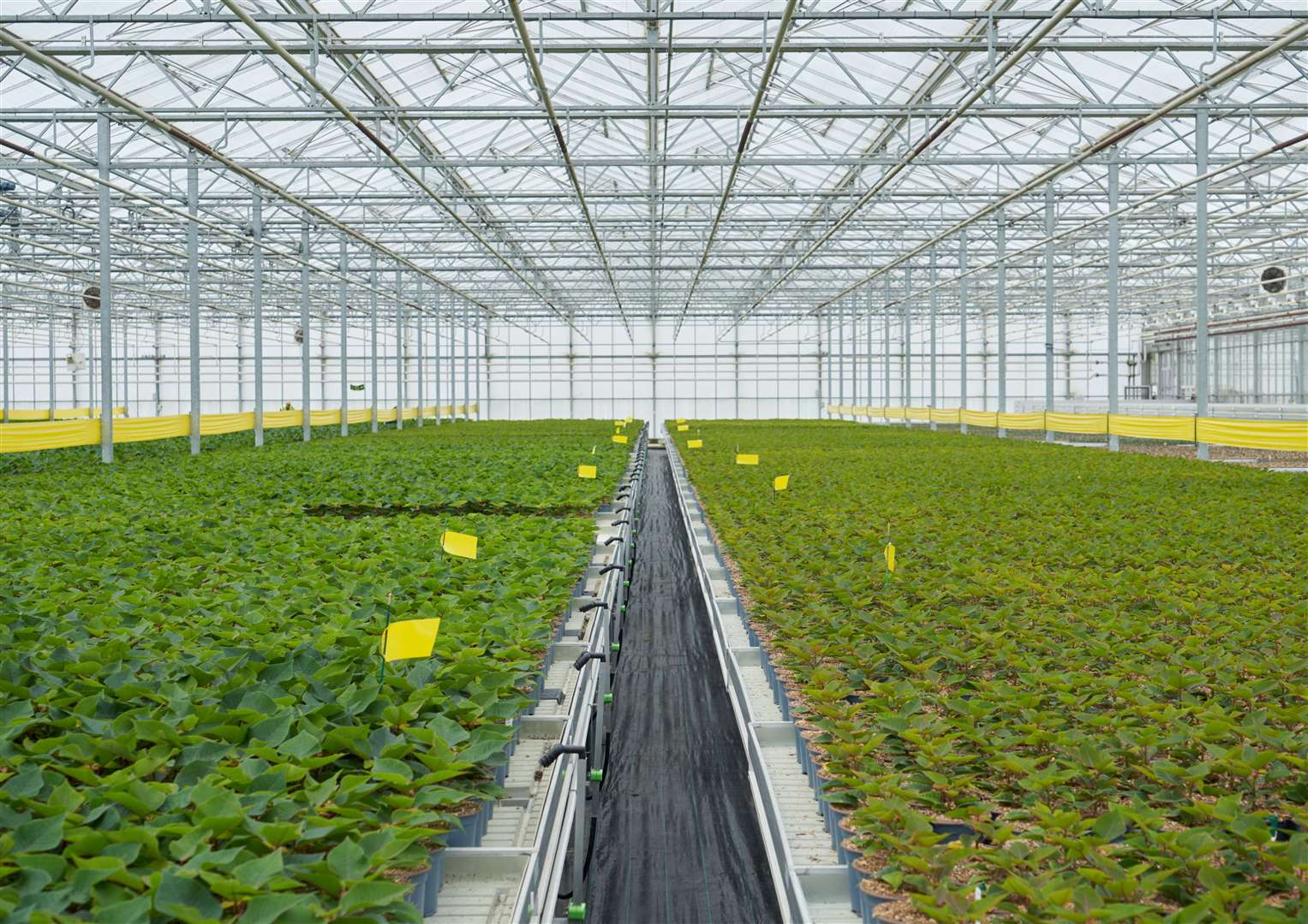 Poinsettias beginning to flourish