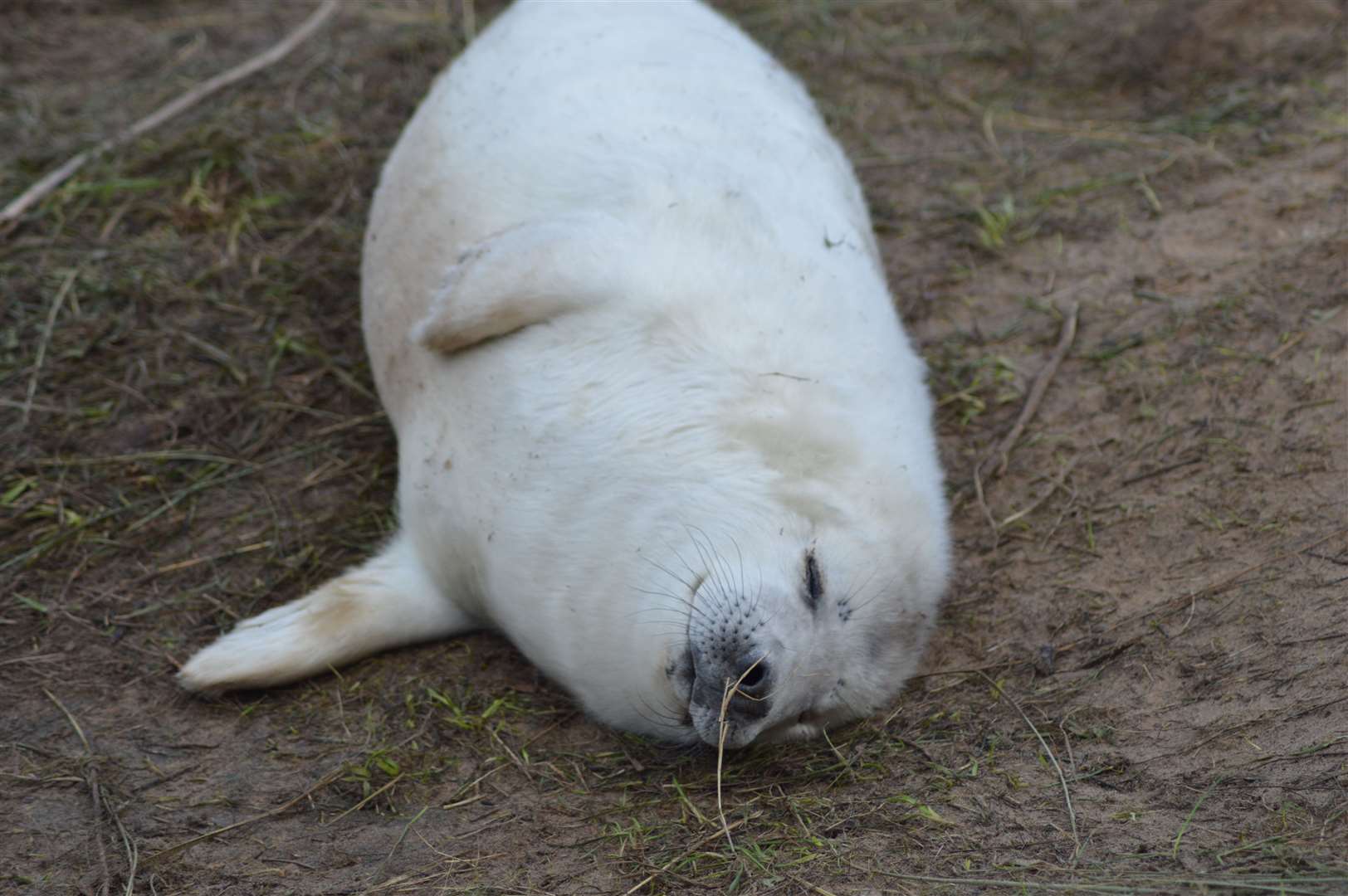 Donna Nook covers 1,150 hectares